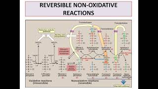 Pentose phosphate pathway [upl. by Eceela]