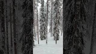 nature outdoors winter snowshoeing forest hiking walkinginthewoods restintheforest finland [upl. by Hamer]