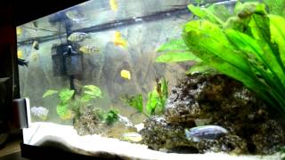 Tutorial Tuesday Keeping Plants With African Cichlids [upl. by Phenice]