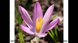 Crocus  Pictures [upl. by Chuck]