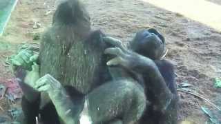 Gorilla Love [upl. by Llebana]