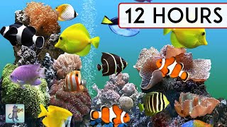 CORAL REEF AQUARIUM COLLECTION • 12 HOURS • BEST RELAX MUSIC • SLEEP MUSIC [upl. by Ahseena]