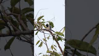 Cinereous Tit Bird Parus cinereus birds backyardwildlife birdsvideo 4k 4kwildlife [upl. by Enidaj]