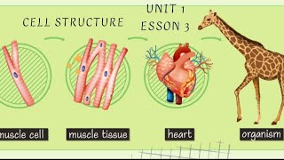 cell structure  science  Grade 6  unit 1  concept 1  lesson 3  Frist term [upl. by Kadner]