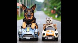 dogandcats carracecats dogs [upl. by Elletnwahs]