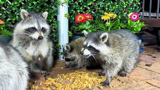 Baby Raccoons are Eating my Dogs Food [upl. by Niarda714]