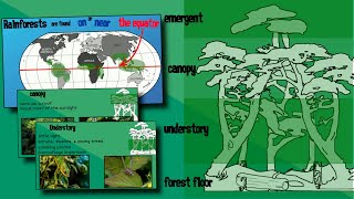 Layers of a Rainforest  EasyTeaching [upl. by Drarehs]