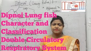 Dipnoi Lung fish ExternalInternal features Classification and Circulatory Respiratory system [upl. by Neukam]