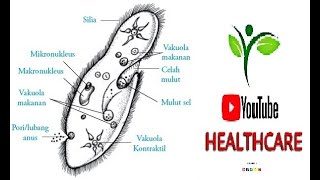 Paramecium In movement under microscope  Parasite  Stool r e  by Youtube Healthcare [upl. by Nagiam]