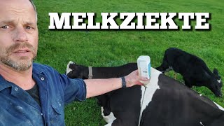 Koe met melkziekte wat is dat  Boer Gerrit vlogt [upl. by Manella]