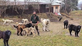 LA STANA LUI RADU MANDRUTCAINI CIOBANESTI CORBI SI BALANI FOARTE BUNI LA URS [upl. by Poyssick]