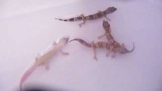 Leopard Geckos BathingSwimming [upl. by Justus]