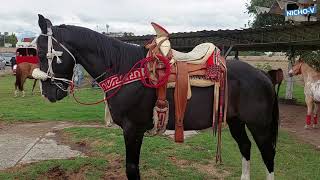 CABALLOS CON MONTURASDE LAS PLAZAS GANADERASHERMOSOS EJEMPLARES DE HIDALGOMORELOS Y EDOMEX [upl. by Ateuqram]