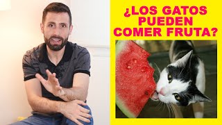 ¿Pueden los gatos comer fruta ¿Y si es un gato diabético [upl. by Pantheas]