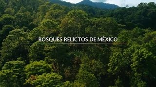 Bosques Relictos de México [upl. by Eustatius]