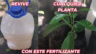 RESUCITA cualquier PLANTA con este FERTILIZANTE CASERO cura plantas ENFERMAS o SECAS Huerto urbano [upl. by Zetnwahs407]