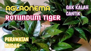 PERAWATAN PRAKTIS AGLAONEMA ROTUNDUM TIGER [upl. by Ahsimac]