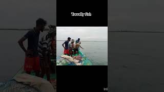 Trevally fish catched💥fishingvideo fishingtips motivational instagood [upl. by Tama]