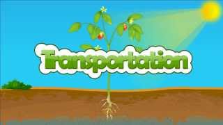 Transportation in plant  xylem and phloem  How are water and minerals transported in plants [upl. by Gierc185]