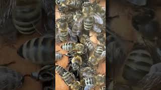 Ready for winter 🐝🐝🐝 honeybee beekeeping wildlife naturevideo natgeoyourshot shotoniphone [upl. by Artie]