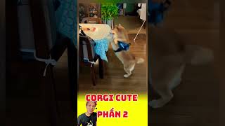 Funny videos Corgi  cute pets dog funny dogshorts corgi animals [upl. by Patrick]