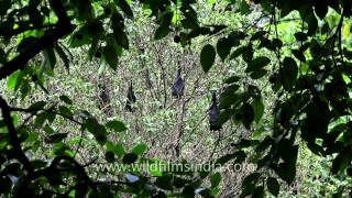 Hanging around in the branches Bats [upl. by Marten]