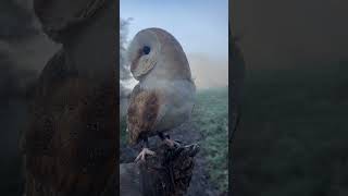 BARN OWL IN WINTER FOG shorts owl [upl. by Aluap]