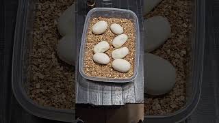 Pulling Ball Python Eggs ballpython ballpythons reptile snake animals pets pet python [upl. by Ayotahc374]