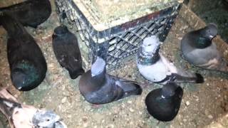 Tippler Pigeons of Kings Catch Keep [upl. by Sudbury]