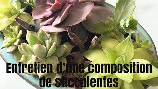 🌵Update et entretien dun jardin de plantes Succulentes 🌵  JARDIN DE SUCCULENTES [upl. by Kazimir]