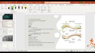 CLAVICLE osteology and myology  CLAVICLE ANATOMY [upl. by Oknuj]