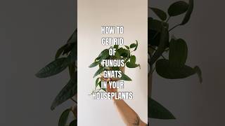 how to get rid of fungus gnats in your houseplants planthacks fungusgnats happyplants plants [upl. by Crim776]