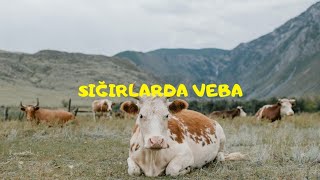 SIĞIRLARDA VEBABOVİNE RİNDERPEST [upl. by Lias]