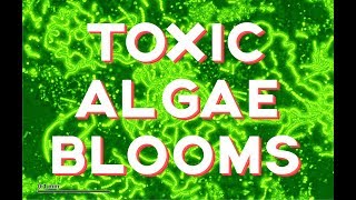 Toxic Algae Outbreaks How toxic are they [upl. by Rikahs179]