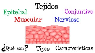 🍖 ¿Qué son los Tejidos 🍖 Tipos y Características Fácil y Rápido  FÍSICA [upl. by Barncard927]