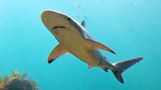 Dusky Whaler Sharks Carcharhinus obscurus at Shelly Beach Manly [upl. by Caesar465]