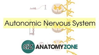 Autonomic Nervous System Introduction [upl. by Koser]