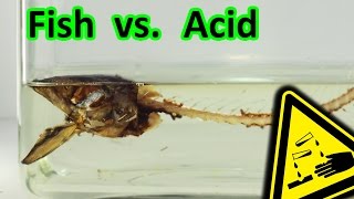 Smoked Fish vs Stomach Acid decomposition  AcidTubeChemical reactions [upl. by Niroht]