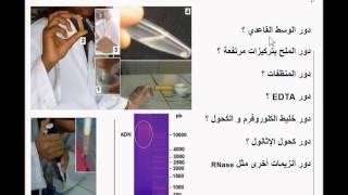 DNA Extraction and purification استخلاص و تنقية DNA [upl. by Hulbert83]