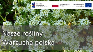 Nasze rośliny  warzucha polska [upl. by Darci]