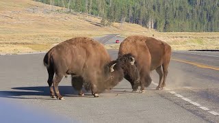 Ces Animaux Se Sont Trompés De Taureau [upl. by Oiromed]