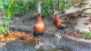 Black Bellied Whistling Duck Call [upl. by Ditter]