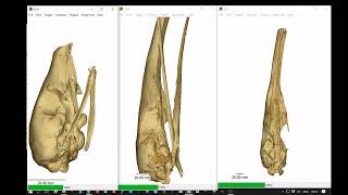 Skull morphology in the pangolin vs giant anteater [upl. by Klenk722]