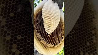 Small bee hive on tree beach ocbeeguycom beehive beekeeping beeslife savethebees beeremoval [upl. by Thia]