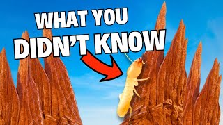 What you DIDNT KNOW about Termites [upl. by Samella842]