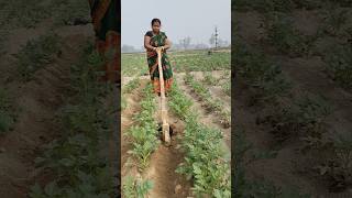 Alu mein hal chalana shorts trending reels agriculture farming funny kisan khet alu plants [upl. by Armin]