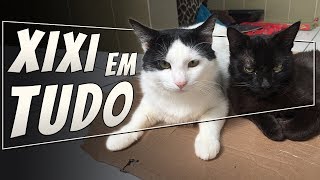 Como é o CIO do gato MACHO [upl. by Teague479]