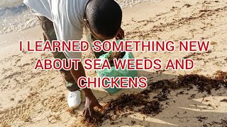 I Learned Something About Sea Weed And Chickensthefamrolles [upl. by Geilich671]