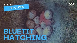 Unforgettable Bluetit Hatching Experience [upl. by Oleic]