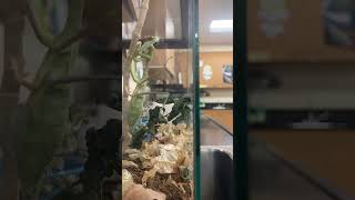 Praying mantis eating worm Timelapse part 2 prayingmantis 🪱 [upl. by Gnanmas]